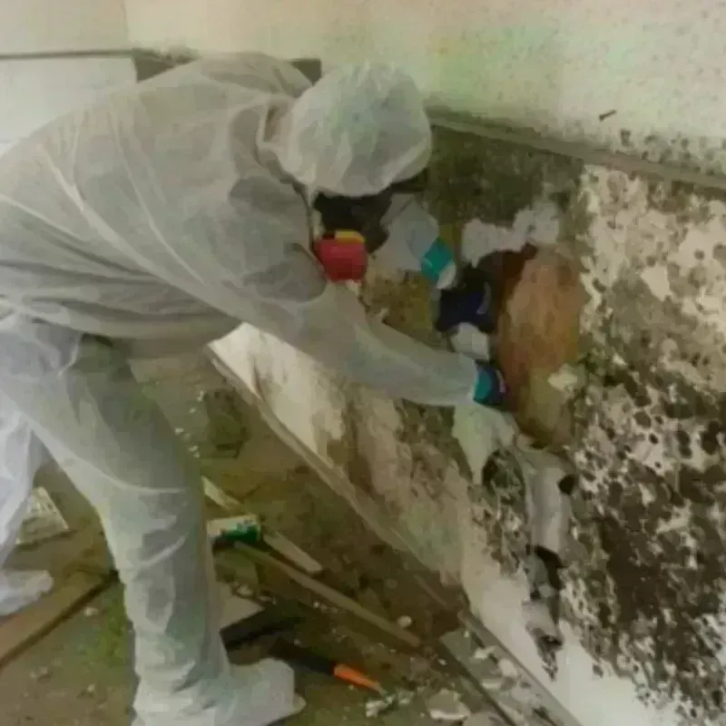 Mold Remediation and Removal in Wickliffe, OH